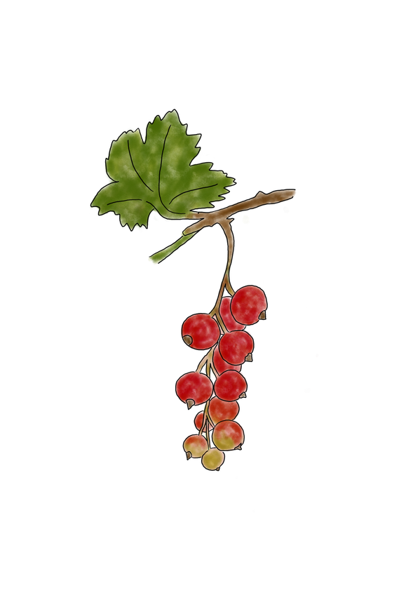 KI generiert: Eine Illustration von roten Johannisbeeren an einem Zweig mit grünen Blättern.