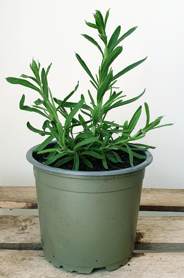 Produktfoto zu Lavendel im Topf Hüsgen