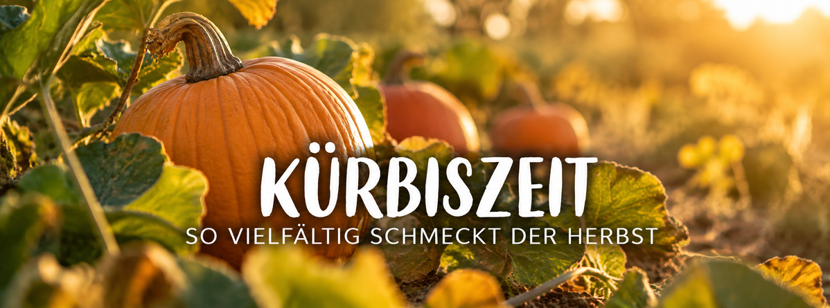 Hokkaido-Kürbis auf dem Feld in der herbstlichen Kürbiszeit
