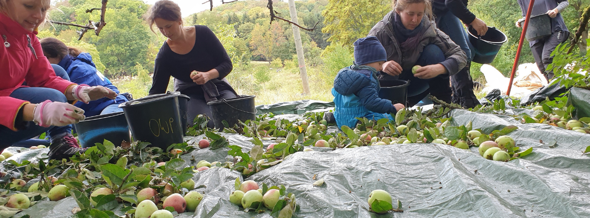 KI generiert: Menschen sammeln auf einer Wiese Äpfel und legen sie in Eimer.