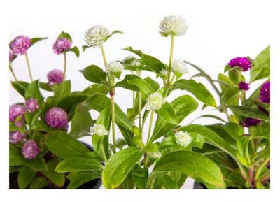 Produktfoto zu Kugelamarant im Topf  (Gomphrena)