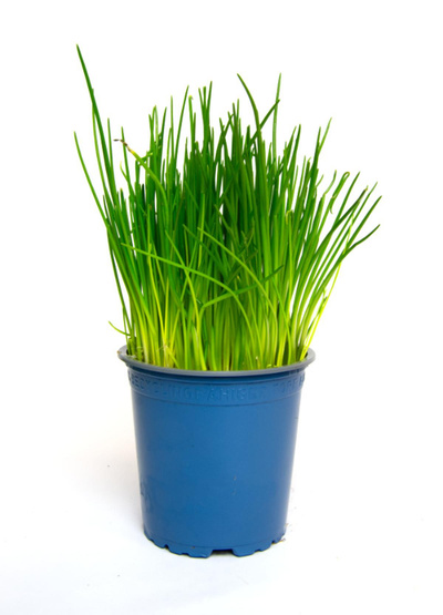 Produktfoto zu Schnittlauch im Topf