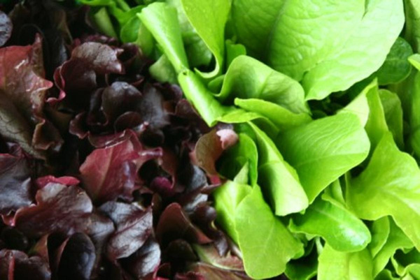 Produktfoto zu Baby Leaf (Schnittsalat) 100g Hüsgen