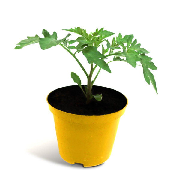 Produktfoto zu Cocktailtomate gelb im gelbenTopf