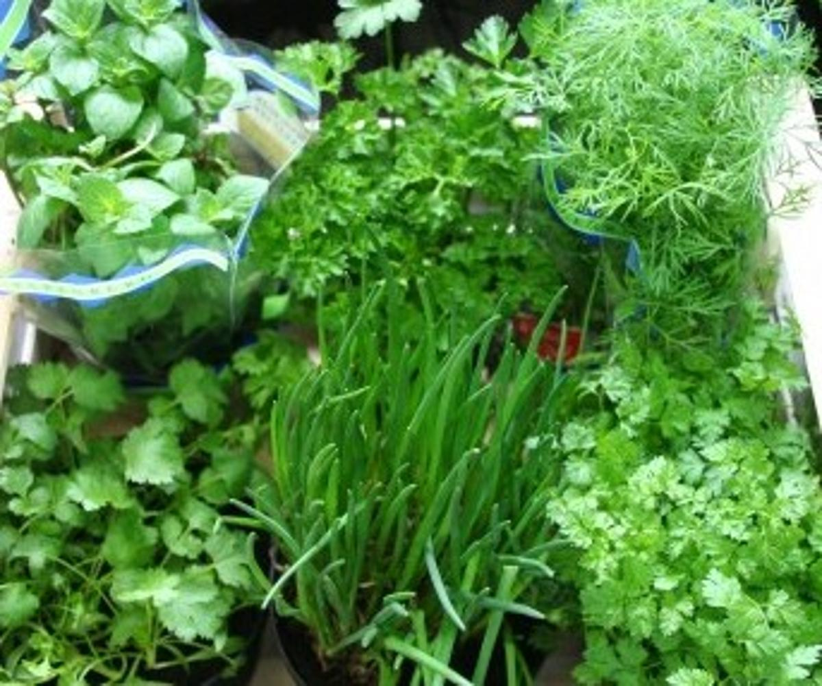 Kräutertopf Mix 5er | Hüsgen