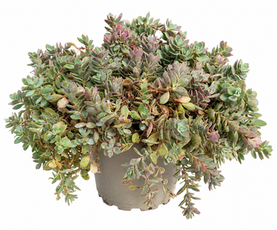 Produktfoto zu Fetthenne (Sedum)