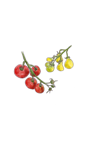 KI generiert: Zeichnung von roten und gelben Tomaten an zwei Zweigen.