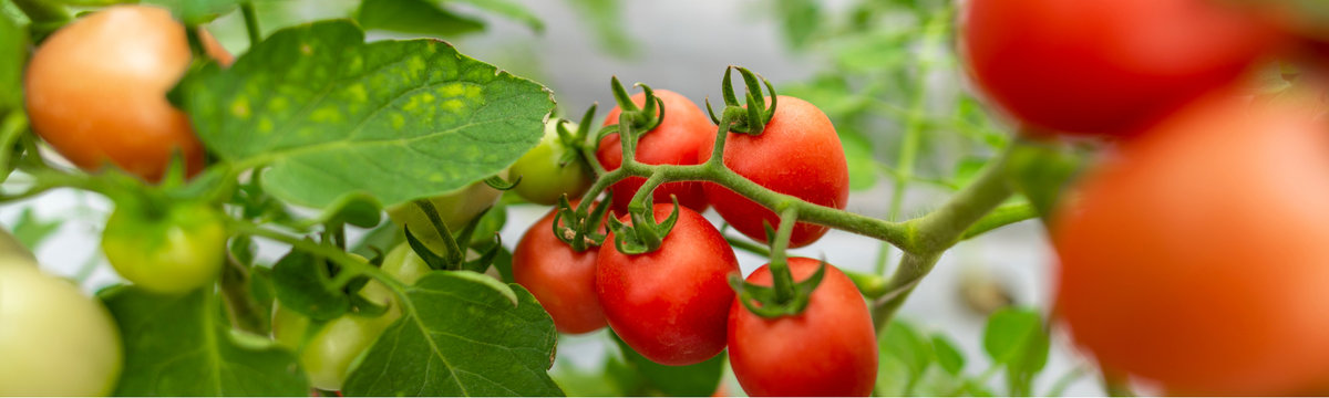 KI generiert: Rote und grüne Tomaten hängen an einer Pflanze mit grünen Blättern.
