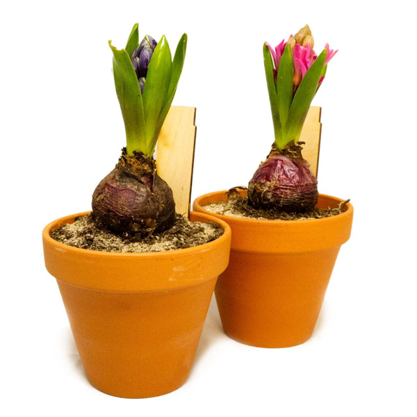 Produktfoto zu Hyazinthen div. Farben im Tontopf