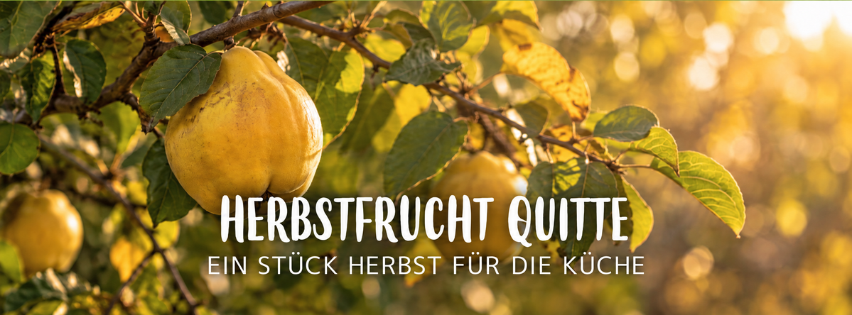 Mehrere gelbe Quitten hängen zwischen grünen Blättern an den Zweigen eines Quittenbaums.