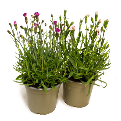 Produktfoto zu Nelken im Topf | gefüllt blühend, winterhart