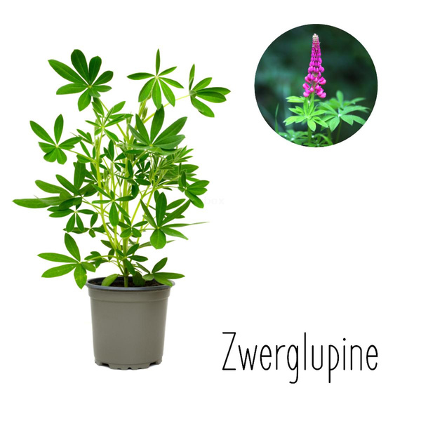 Produktfoto zu Zwerglupinen i. Topf Hüsgen