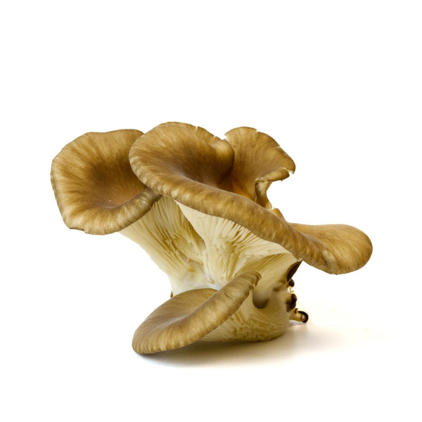 Produktfoto zu Austernpilze 200 g