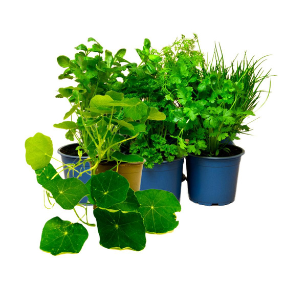 Produktfoto zu Kräutertopf Mix 5er Hüsgen