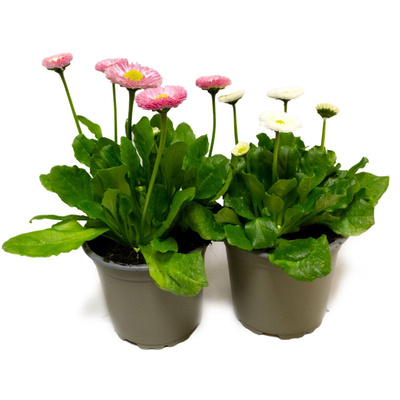 Produktfoto zu Gänseblümchen im Topf