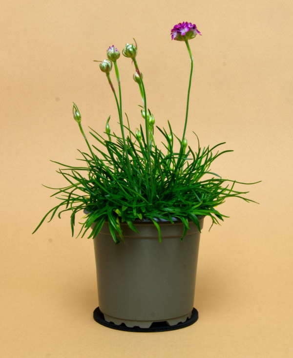 Produktfoto zu Grasnelke rosa im Topf