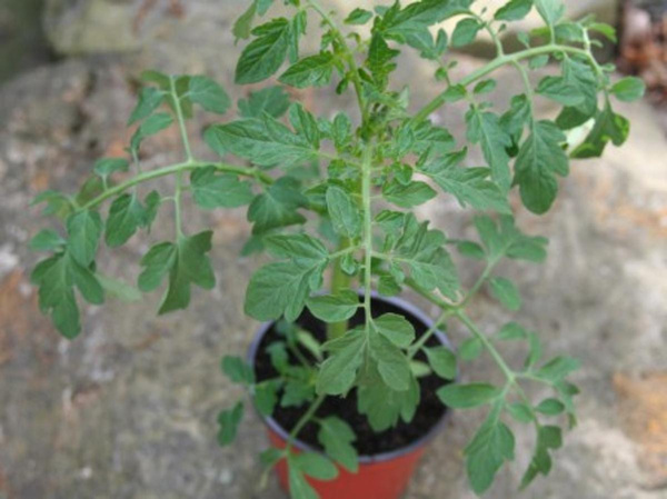 Produktfoto zu Cocktailtomate im braunen Topf