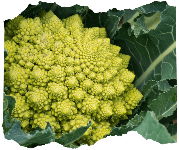 KI generiert: Ein Romanesco-Blumenkohl in Nahaufnahme mit grünen Blättern.