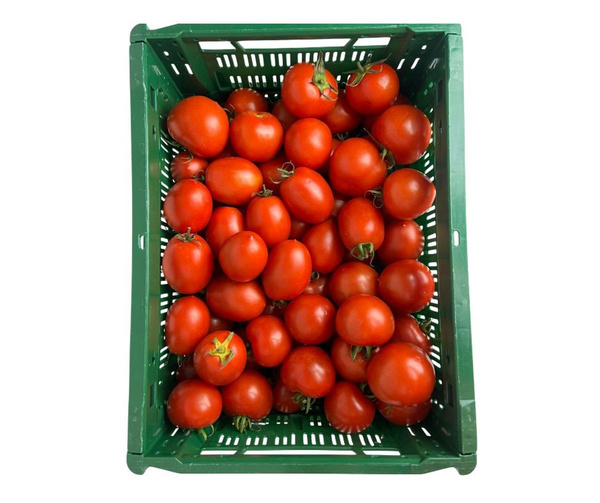Produktfoto zu Tomaten Baylee 4kg Kiste Hüsgen mit Rezept und einem Topf Basilikum gratis