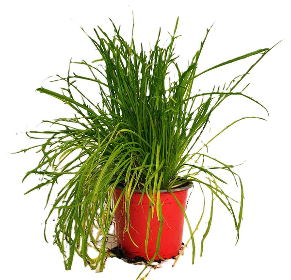 Produktfoto zu Hirschhornwegerich im Topf Hüsgen