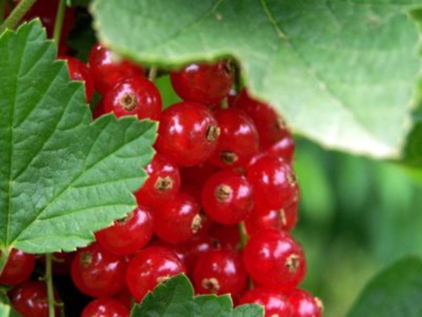 Produktfoto zu Johannisbeeren rot 250g  | Bois