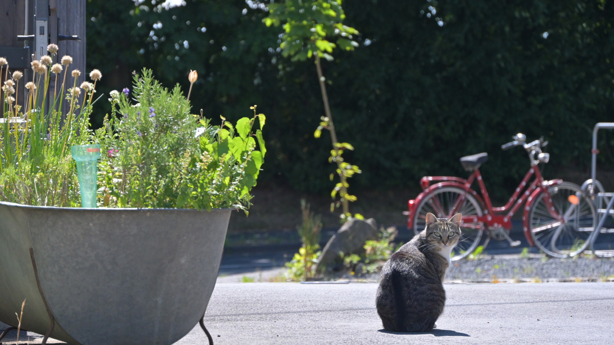 KI generiert: Eine Katze sitzt auf einer Straße neben einem Metallbehälter mit Pflanzen. Im Hintergrund steht ein Fahrrad.