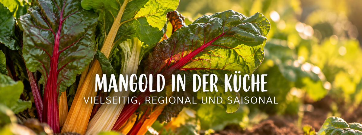 Bunter Mangold mit roten und gelben Stielen auf dem Acker mit Schriftzug „Mangold in der Küche