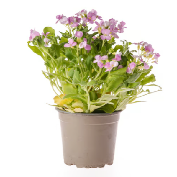 Produktfoto zu Gänsekresse im Topf (Arabis)