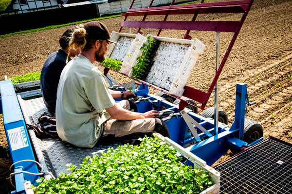 Bio-Gemüse wird mit einer Setzmaschine auf dem Feld in Eitorf gepflanzt – Grundlage für die regionale Lieferung