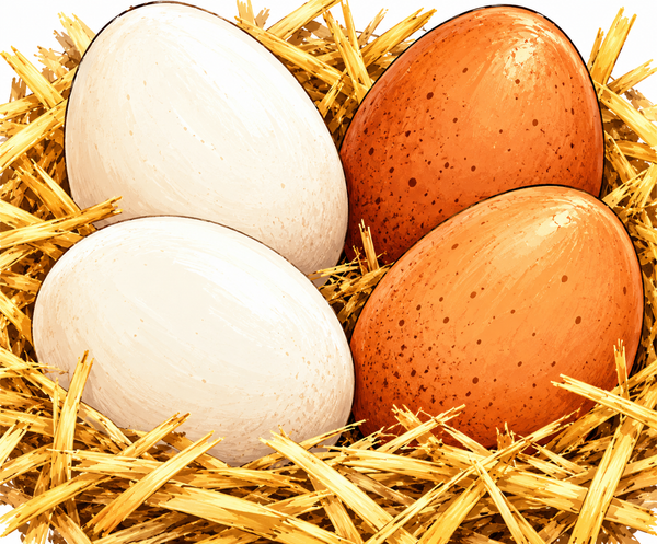 Handgezeichnete Illustration von zwei weißen und zwei braunen Hühnereiern, die gemeinsam auf goldenem Stroh liegen.