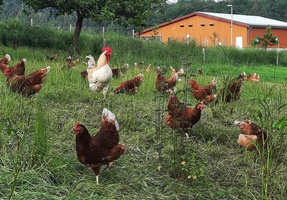 KI generiert: Hühner und ein Hahn auf einer grünen Wiese nahe eines orangefarbenen Gebäudes.