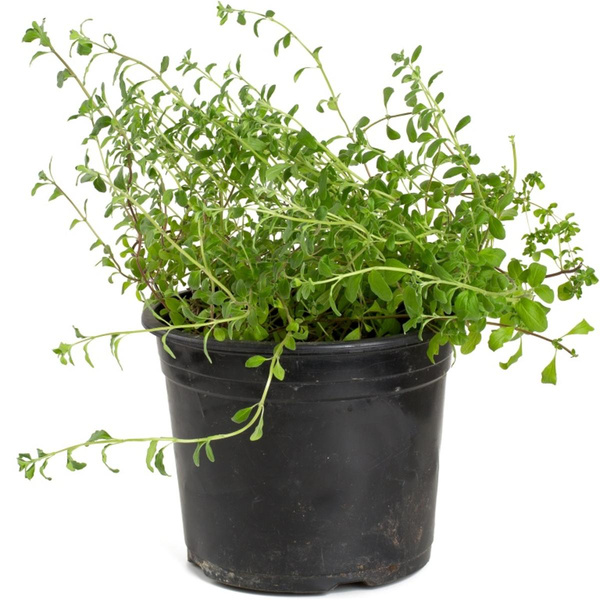 Produktfoto zu Majoran  im Topf Hüsgen