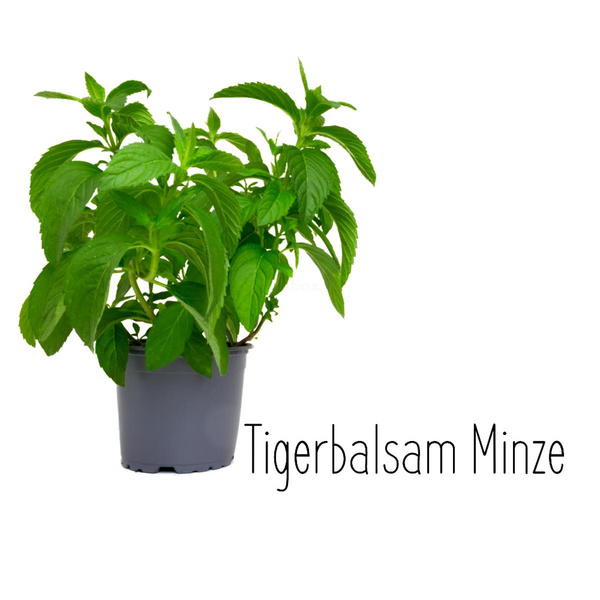 Produktfoto zu Tiger Minze im Topf Hüsgen
