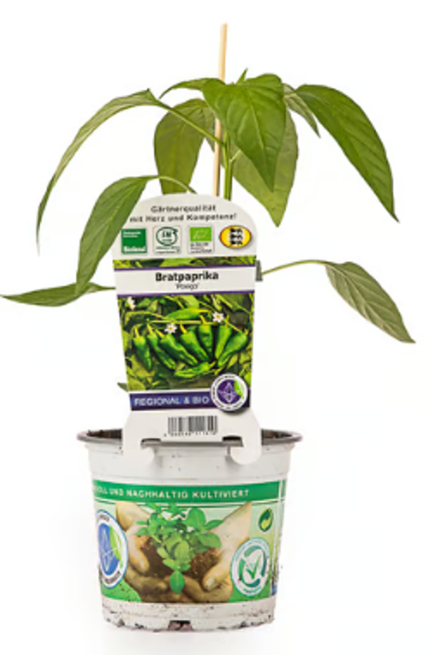 Produktfoto zu Jungpflanze Bratpaprika Padron