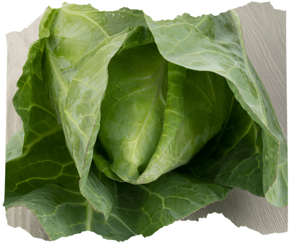 KI generiert: Ein frischer grüner Kohlkopf mit Wassertröpfchen auf den Blättern.