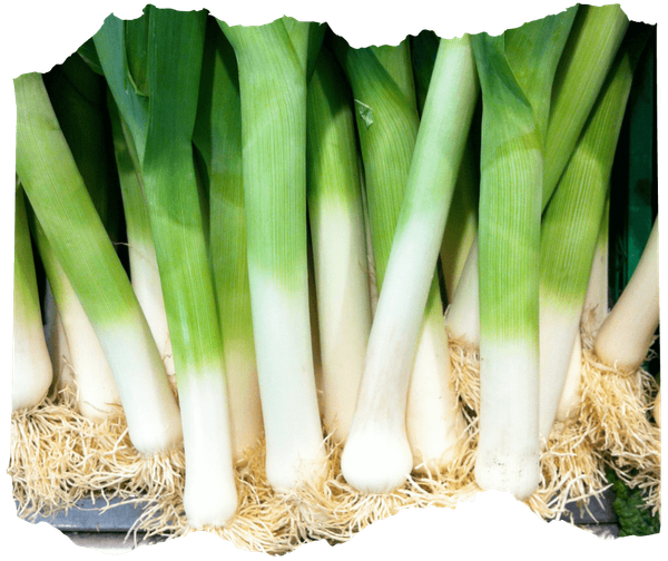 KI generiert: Frische Lauchstangen mit Wurzeln, eng nebeneinander liegend. Kein Text enthalten.