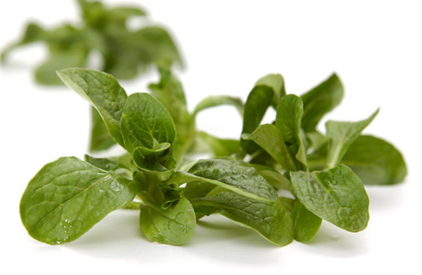 Produktfoto zu Feldsalat (100 g) - die letzte Ernte